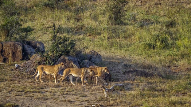 Three African lioness on the move in Kruger National park, South Africa ; Specie Panthera leo family of Felidae