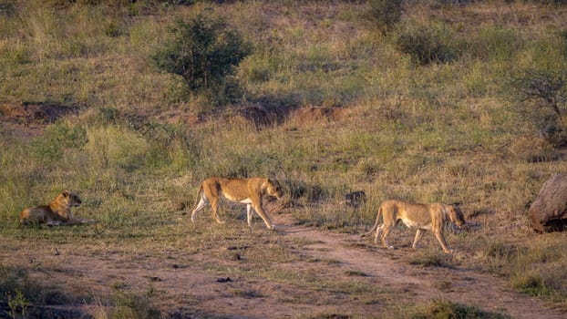 Two African lioness on the move in Kruger National park, South Africa ; Specie Panthera leo family of Felidae