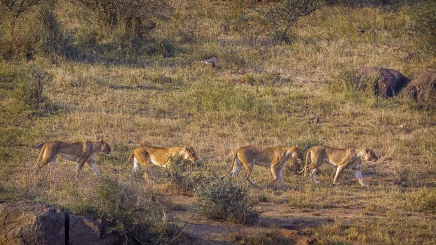 Four African lioness on the move in Kruger National park, South Africa ; Specie Panthera leo family of Felidae