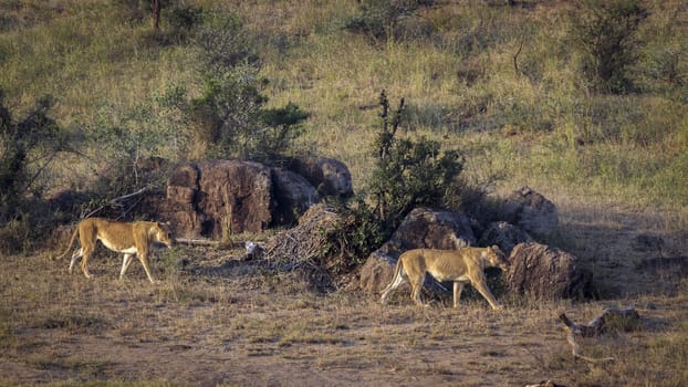 Two African lioness on the move in Kruger National park, South Africa ; Specie Panthera leo family of Felidae