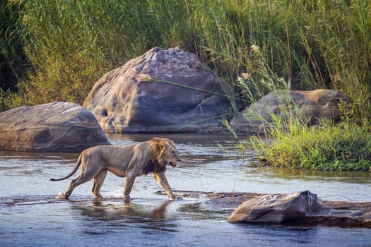 African lion male crossing a river in Kruger National park, South Africa ; Specie Panthera leo family of Felidae