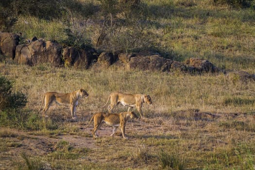 Three African lioness on the move in Kruger National park, South Africa ; Specie Panthera leo family of Felidae
