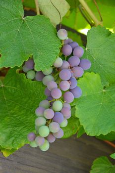 Ripening concord grapes on the vine