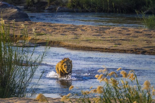 African lion male crossing a river front view in Kruger National park, South Africa ; Specie Panthera leo family of Felidae