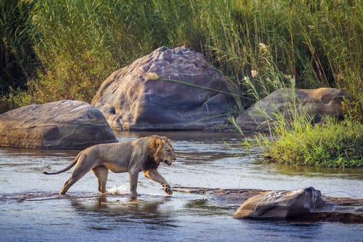 African lion male crossing a river in Kruger National park, South Africa ; Specie Panthera leo family of Felidae