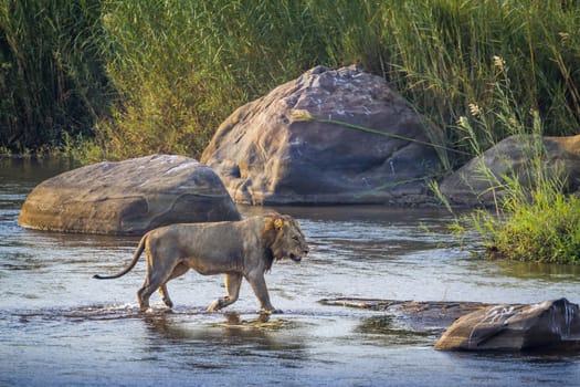 African lion male crossing a river in Kruger National park, South Africa ; Specie Panthera leo family of Felidae