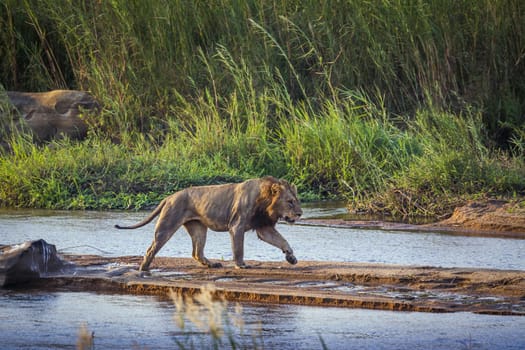 African lion male crossing a river in Kruger National park, South Africa ; Specie Panthera leo family of Felidae