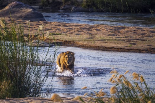 African lion male crossing a river front view in Kruger National park, South Africa ; Specie Panthera leo family of Felidae