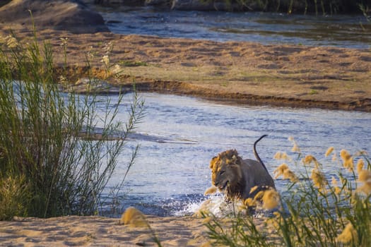 African lion male jumping out of river in Kruger National park, South Africa ; Specie Panthera leo family of Felidae