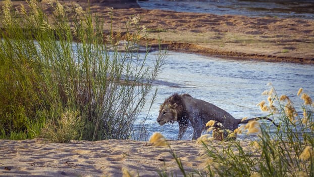 African lion male shaking after crossing river in Kruger National park, South Africa ; Specie Panthera leo family of Felidae