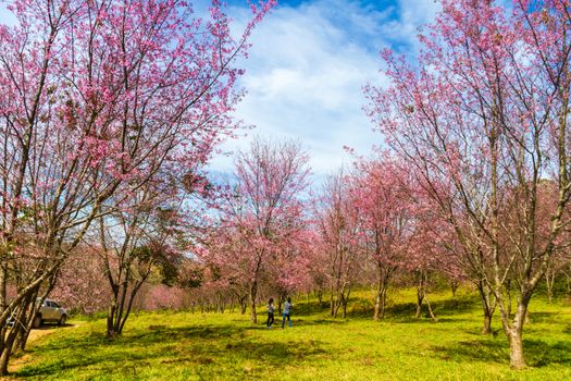 Cherry blossoms are blooming on the mountain in Phu Lom Lo, Phitsanulok Province, Thailand.