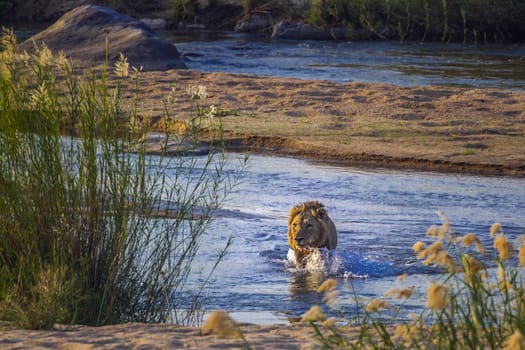 African lion male crossing a river front view in Kruger National park, South Africa ; Specie Panthera leo family of Felidae