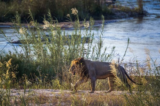 African lion walking on riverbank in Kruger National park, South Africa ; Specie Panthera leo family of Felidae