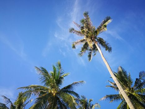 Summer nature scene, Tropical plants, Coconut palm trees on blue sky background.