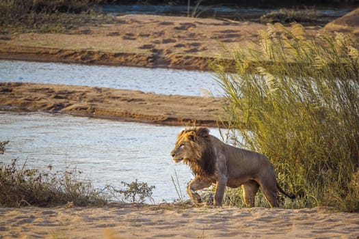 African lion walking on riverbank in Kruger National park, South Africa ; Specie Panthera leo family of Felidae