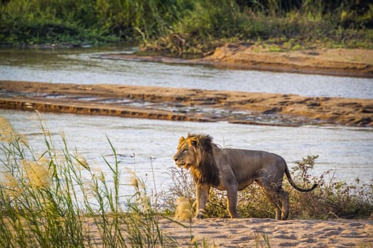 African lion walking on riverbank in Kruger National park, South Africa ; Specie Panthera leo family of Felidae