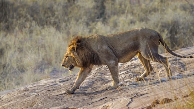 African lion male going down a rock in Kruger National park, South Africa ; Specie Panthera leo family of Felidae