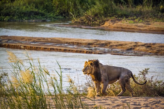 African lion walking on riverbank in Kruger National park, South Africa ; Specie Panthera leo family of Felidae