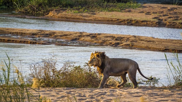 African lion walking on riverbank in Kruger National park, South Africa ; Specie Panthera leo family of Felidae