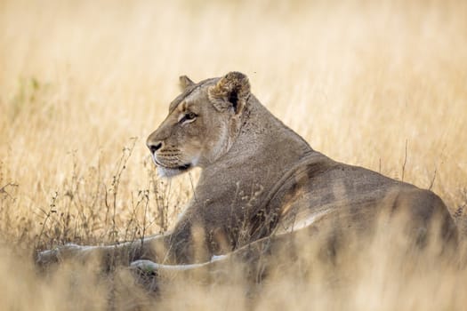 African lioness lying down in savannah grass in Kruger National park, South Africa ; Specie Panthera leo family of Felidae