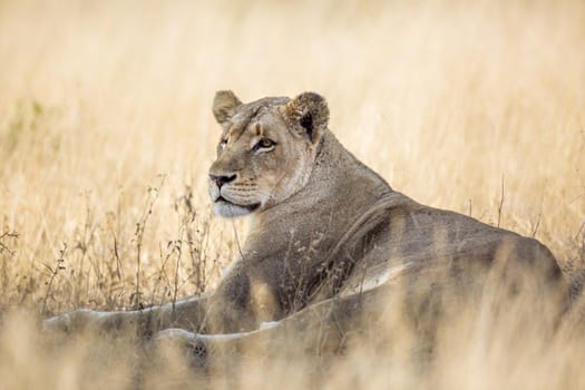 African lioness lying down in savannah grass in Kruger National park, South Africa ; Specie Panthera leo family of Felidae