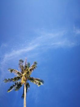 Summer nature scene, Tropical plants, Coconut palm trees on blue sky background.