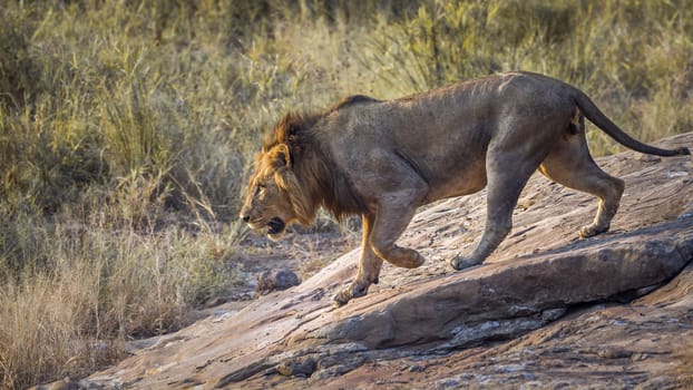 African lion male going down a rock in Kruger National park, South Africa ; Specie Panthera leo family of Felidae