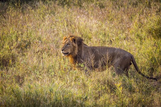 African lion standing in the grass in Kruger National park, South Africa ; Specie Panthera leo family of Felidae