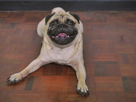 Adorable pug dog lying on floor at home, 3 year old, looking at the camera