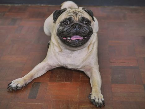 Adorable pug dog lying on floor at home, 3 year old.