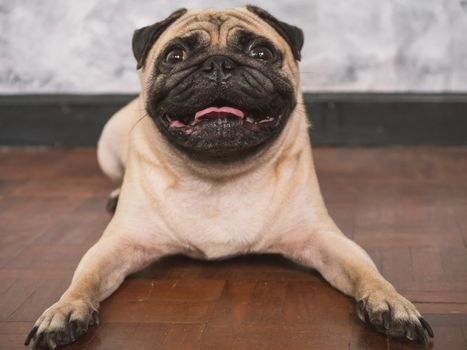 Adorable pug dog lying on floor at home, 3 year old.