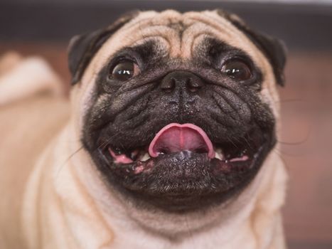 Close up of Adorable pug dog, 3 year old, looking at the camera, soft focus