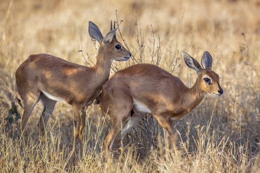 Couple of Steenboks in dry savannah in Kruger National park, South Africa ; Specie Raphicerus campestris family of Bovidae