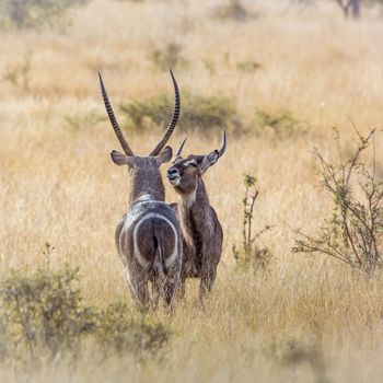 Two Common Waterbucks face to face in savannah in Kruger National park, South Africa ; Specie Kobus ellipsiprymnus family of Bovidae