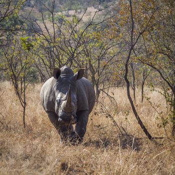 Southern white rhinoceros in savannah in front view in Kruger National park, South Africa ; Specie Ceratotherium simum simum family of Rhinocerotidae