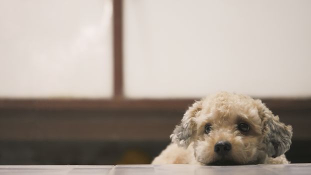 Cute toy poodle dog lying on floor at home.