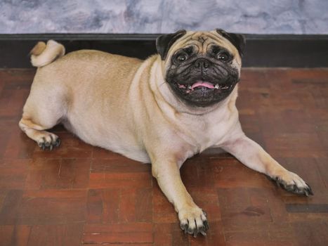 Adorable pug dog lying on floor at home, 3 year old, looking at the camera