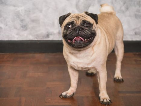 Adorable pug dog standing on floor at home, 3 year old ,looking at the camera