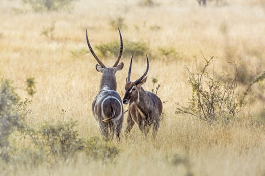 Two Common Waterbucks face to face in savannah in Kruger National park, South Africa ; Specie Kobus ellipsiprymnus family of Bovidae