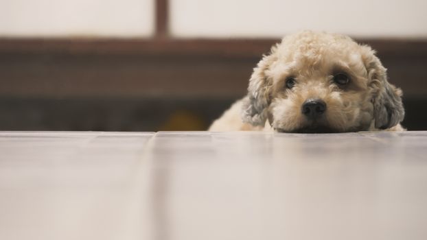 Cute toy poodle dog lying on floor at home.
