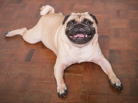 Adorable pug dog lying on floor at home, 3 year old, looking at the camera