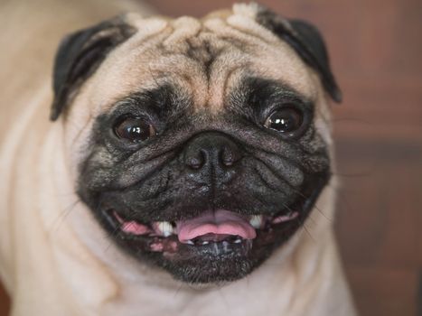 Close up of Adorable pug dog, 3 year old, looking at the camera, soft focus