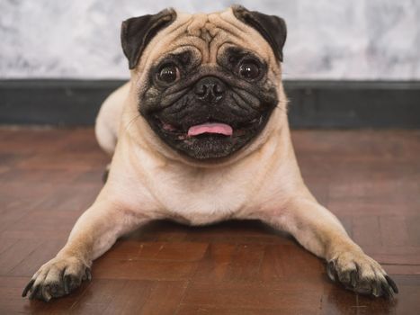 Adorable pug dog lying on floor at home, 3 year old, looking at the camera