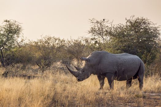 Southern white rhinoceros in savannah at dawn in Kruger National park, South Africa ; Specie Ceratotherium simum simum family of Rhinocerotidae