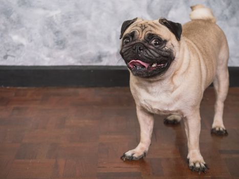 Adorable pug dog standing on floor at home, 3 year old ,looking at the camera