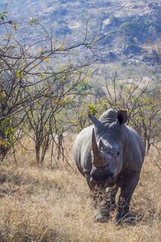 Southern white rhinoceros in savannah in front view in Kruger National park, South Africa ; Specie Ceratotherium simum simum family of Rhinocerotidae