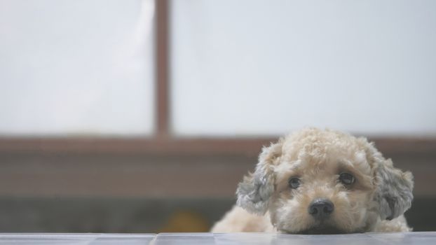 Cute toy poodle dog lying on floor at home.