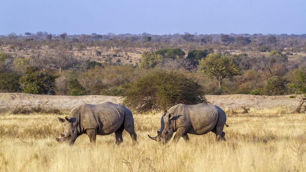 Two Southern white rhinoceros grazing in savannah scenery in Kruger National park, South Africa ; Specie Ceratotherium simum simum family of Rhinocerotidae