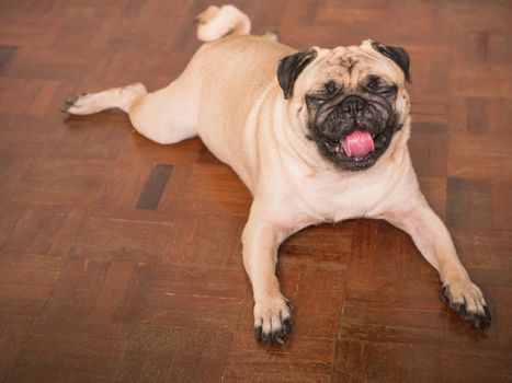 Adorable pug dog lying on floor at home, 3 year old.