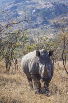 Southern white rhinoceros in savannah in front view in Kruger National park, South Africa ; Specie Ceratotherium simum simum family of Rhinocerotidae